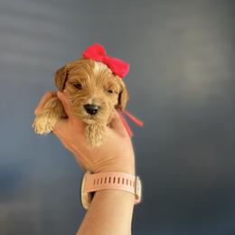 Hot Pink - Apricot female Goldendoodle puppy in Casper, Wyoming from 307 Doodles