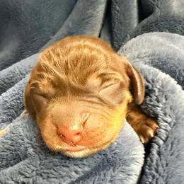 Archer - Brown and white male Beagle puppy in Northwood, New Hampshire from Westwood Beagles