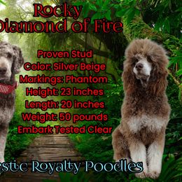 Poodle Puppies from Majestic Royalty Poodles