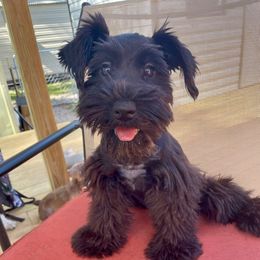 Harper Renae - Miniature Schnauzer