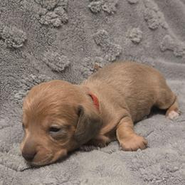 Red - Fawn (isabella) and cream male Dachshund puppy in Mulberry, Florida from J's Mini Dachshunds