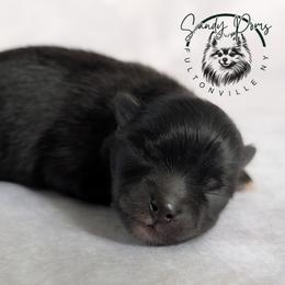 Latte - Black female Pomeranian puppy in Fultonville, New York from Sandy Aussies & Pomeranians