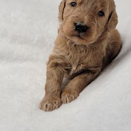 Goldendoodle Puppies from Lake Village Doodles