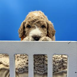 Danish - Yellow and white male Bernedoodle puppy in Macon County, North Carolina from Mountain Doodles