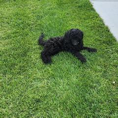 Girl 2 - Black Poodle puppy in Moses Lake, Washington from Dusty Lane Ranch