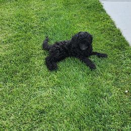 Girl 2 - Black Poodle puppy in Moses Lake, Washington from Dusty Lane Ranch