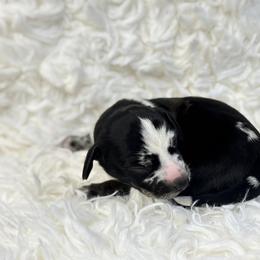 Summit - Black female Dachshund puppy in Atwater, California from Jes & 3 weens