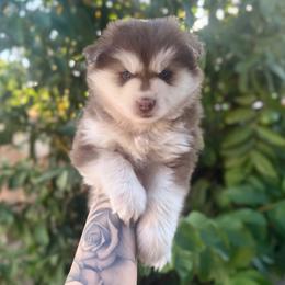 Pinto - Red and white male Pomsky puppy in Orange County, California from Pomsky Playpen