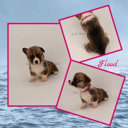 Flood - Sable female Pembroke Welsh Corgi puppy in Kiowa, Colorado from Cool Water Corgis LLC