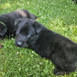 German Shepherd Puppies from Tonkerhaus