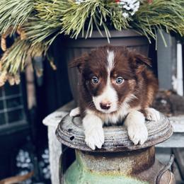 Latch x Lassie - Girl 2 - Red and white - White and red female Border Collie puppy in Minden, Iowa from Rocking N Registered Border Collies & Labradors