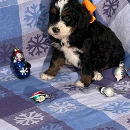 Girl 3 orange Collar Bow - Black and white female Bernedoodle puppy in Cody, Wyoming from Yellowstone Breeders