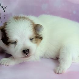 Spot - Red sable male Pomeranian puppy in Fultonville, New York from Sandy Aussies & Pomeranians