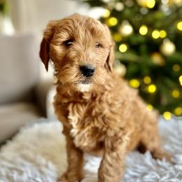 Goldendoodle Puppies from Still Water Puppies