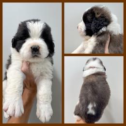 Brown - Mahogany and white male Saint Bernard puppy in Ladysmith, Wisconsin from Northwoods Saint Bernards