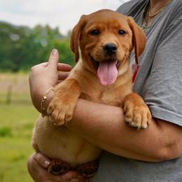 Thunder- dark blue - Yellow male Labrador Retriever puppy in Archer Lodge, North Carolina from Archer Lodge Labradors