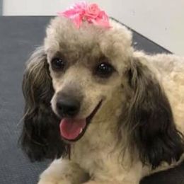 Poodles from Barbie’s Poodle Paradise