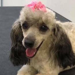 Poodles from Barbie’s Poodle Paradise