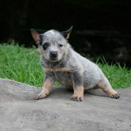Blackburns Sphinx - Blue speckled male Australian Cattle Dog puppy in Buffalo Valley, Tennessee from Buffalo Valley Breeders