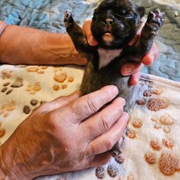 Harvey - Fawn brindle and white male French Bulldog puppy in Bend, Oregon from High Lakes Frenchies