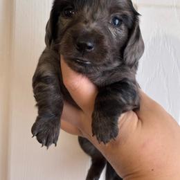 Winifred 'Winnie' - Dapple female Dachshund puppy in Springfield, Tennessee from Savannah’s Doxie Palace