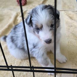 Ace - Blue merle white and tan male Shetland Sheepdog puppy in Lake Cumberland Area, Kentucky from Whitehaven Farm Shelties