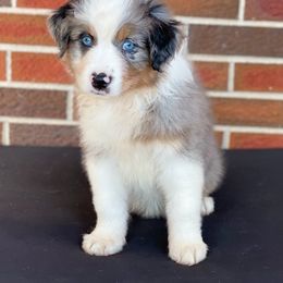Girl 3 - Blue merle Australian Shepherd puppy in Fort Rucker, Alabama from Fairytail Aussies