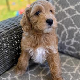 Clara - Apricot female Goldendoodle puppy in Pine Grove, California from Lundee Doodles