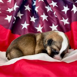 Rocket - Sable male Pembroke Welsh Corgi puppy in Norman, Oklahoma from Charm Farm Corgis