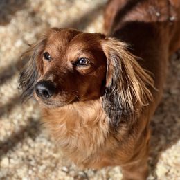 Savage - Dachshund