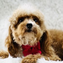 Rosie  - Cavapoo