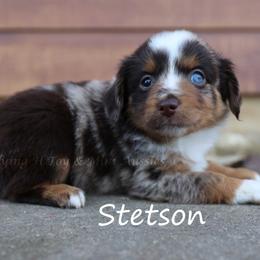 Stetson - male Miniature Australian Shepherd puppy in Godley, Texas from Flying H Toy and Mini Aussies