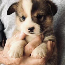 "Sable Male, EIC, VWD1 Clear, Carrier for DM, not at risk" Pembroke Welsh Corgi Puppies from Flyin H Corgi’s