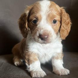 Summer - Red female Dachshund puppy in Highland, California from BAES Teufelshunde
