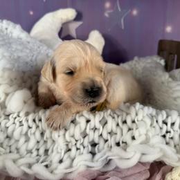 Boy 2 (Nikon) (brown collar) - Light golden male Golden Retriever puppy in Hubbard, Ohio from Whickering Pines Golden Retrievers