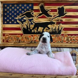 Girl 1 - Black and white German Wirehaired Pointer puppy in Potosi, Wisconsin from Point and Flush Gun Dogs