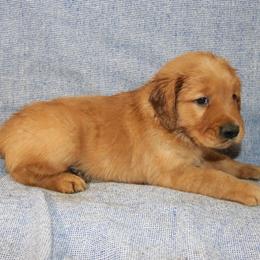 Max - Golden male Golden Retriever puppy in New Weston, Ohio from Bertke AKC Golden Retrievers and Bernese Mountain Dogs