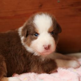 Ruby - Red tri-color female Australian Shepherd puppy in Bagley, Iowa from Diamond M Aussies