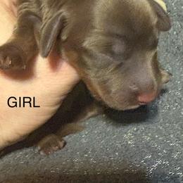 Girl brown - Chocolate and tan female Dachshund puppy in Smyrna, Tennessee from Southern Select Dachshunds