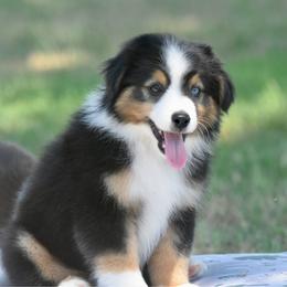 Last Call - Black tri male Toy Australian Shepherd puppy in Chickasha, Oklahoma from Rustic Lace