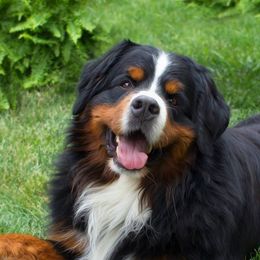 Bernese Mountain Dogs from Brooks' Bernese Mountain Dogs