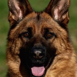 Rayka - German Shepherd