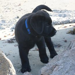 Labrador Retrievers from Holleigh Brook Labradors