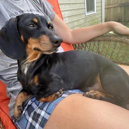 Trex - Dachshund