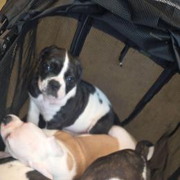 Skip - White and black male American Bulldog puppy in La Porte, Indiana from Slayton's American Bulldogs