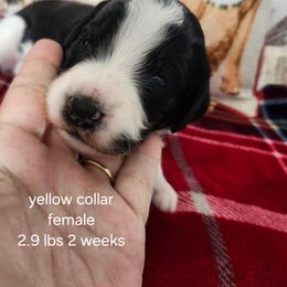 Yellow collar fancy - Black and white female Bernedoodle puppy in Fairmount, Indiana from Capens' Doodles,Poodles and Poo's
