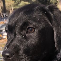 Labrador Retrievers from Karen Duty