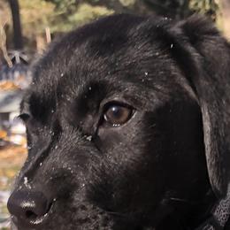 Labrador Retrievers from Karen Duty