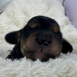 Rusty - Black and tan male Dachshund puppy in Rio Linda, California from Destiny's Mini Doxies