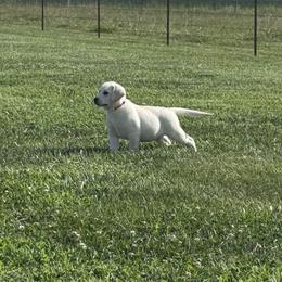 Pink Collar Female - Yellow female Labrador Retriever puppy in Nevada, Missouri from CKB Labradors